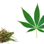 CBD Oil