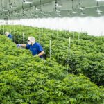 Quality Cannabis
